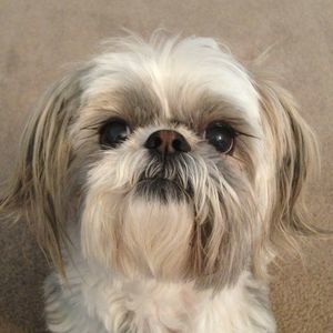 Meet your Posher, Donna